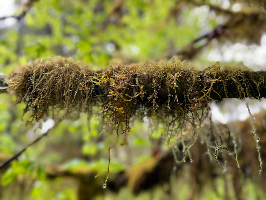 Finding the Forest in the Trees