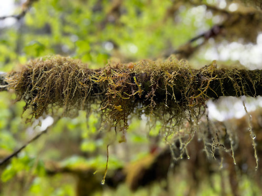 Finding the Forest in the Trees