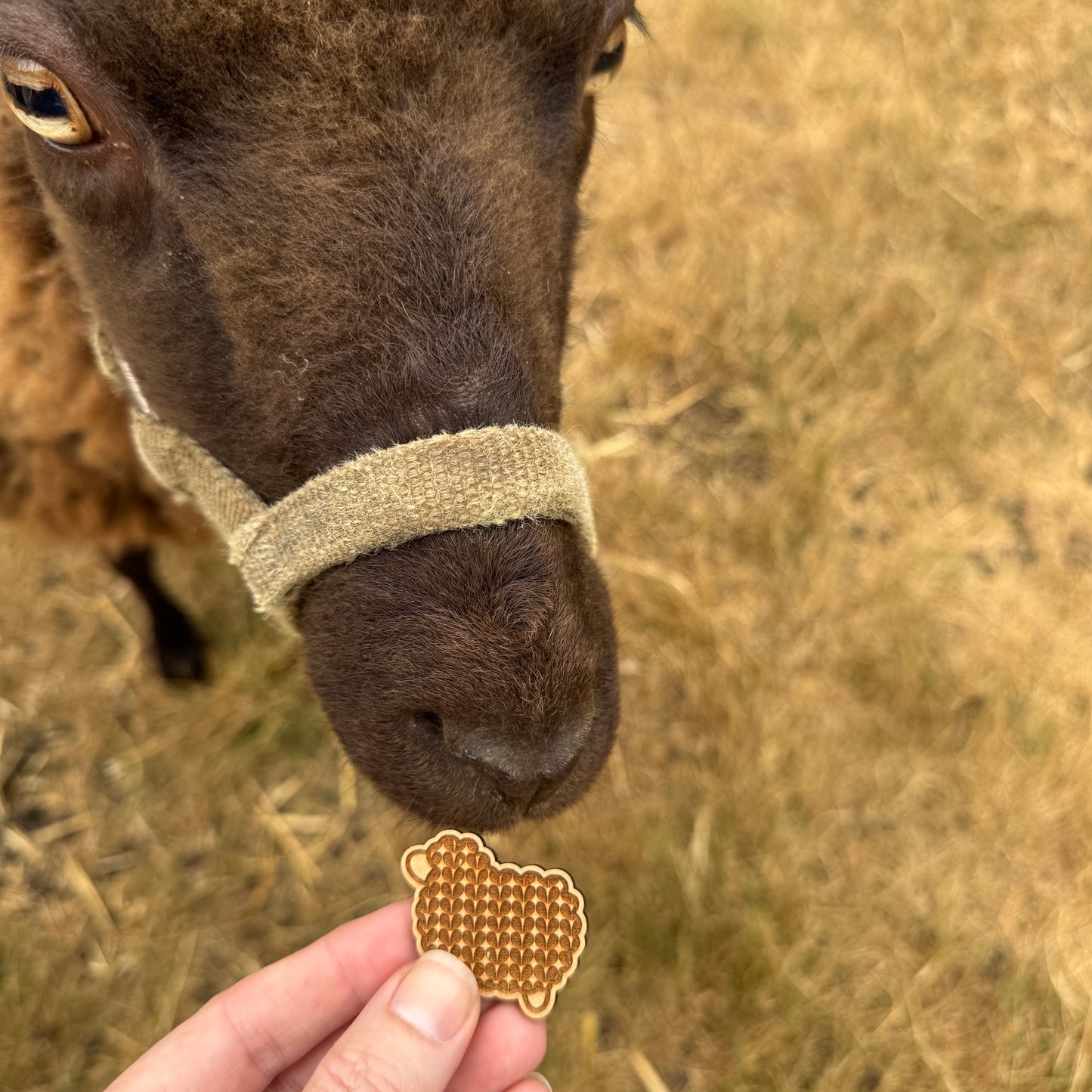 Sheep - Wooden Magnetic Needle Minder